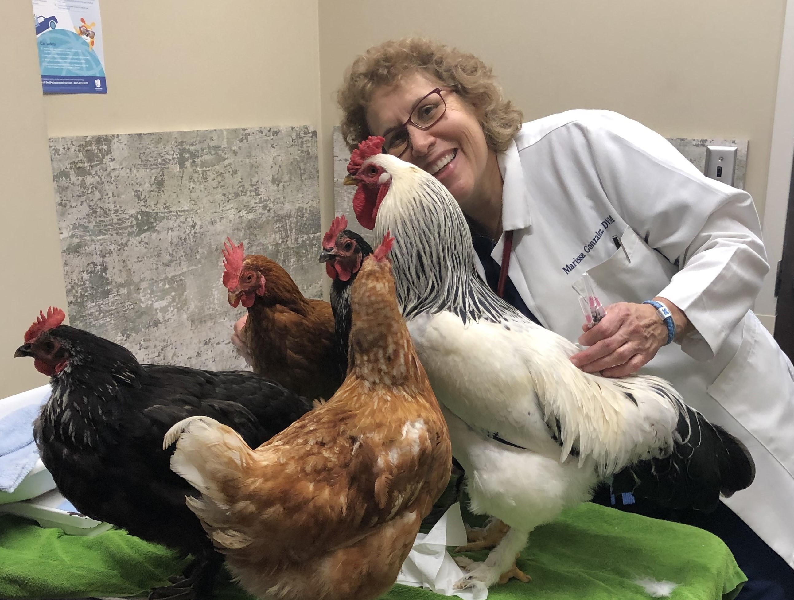 chickens