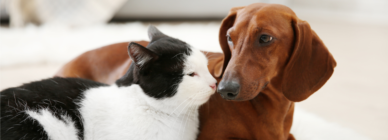 dog and cat