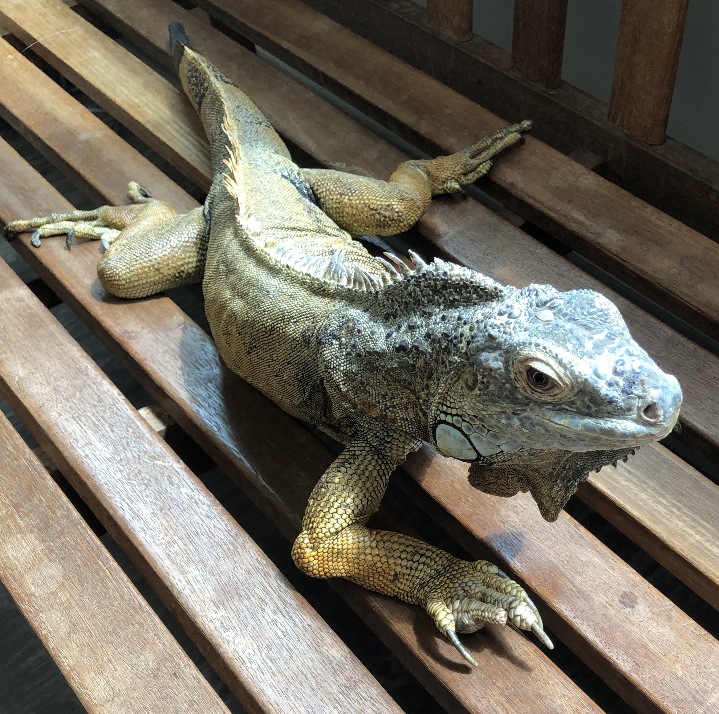 iguana