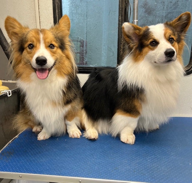 corgies_groominglakeside