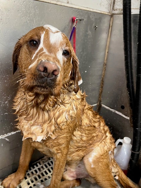 lab bath lakeside grooming