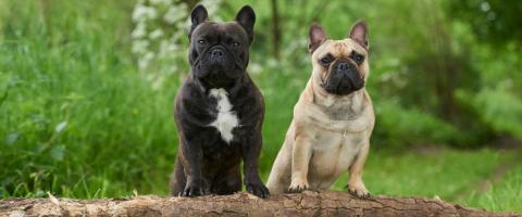 Fawn Pug and Black Pug outside on tree log Fawn Pug and Black Pug outside on tree log