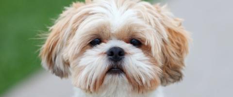 Shih Tzu Dog Breed Shih Tzu Dog Breed