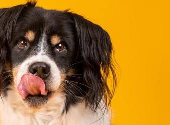 Why Does My Dog Lick So Much? Decoding Dog Licking Behaviors