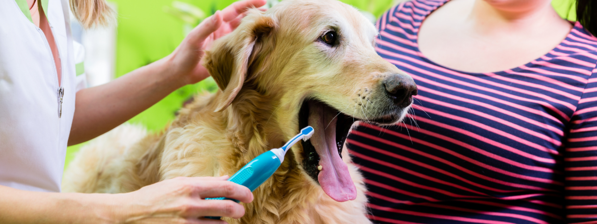 dog dental