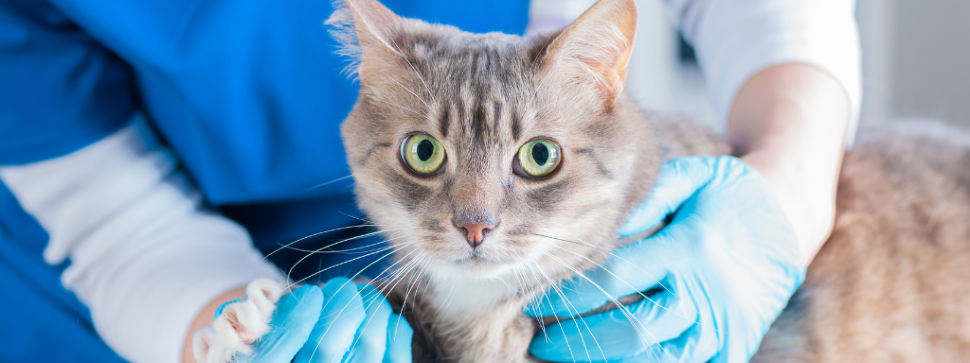 Cat sitting on exam table at veterinary appointment.