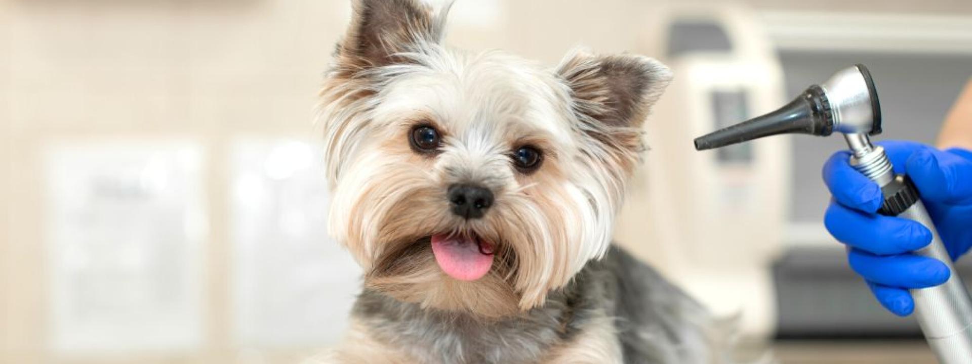 Small white dog receiving veterinary wellness exam